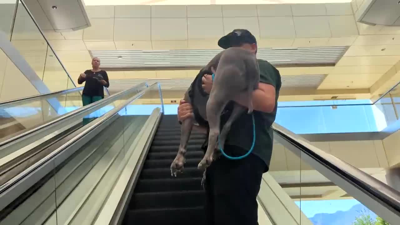 My Pitbull Dog Riding An Escalator For The First Time So Funny