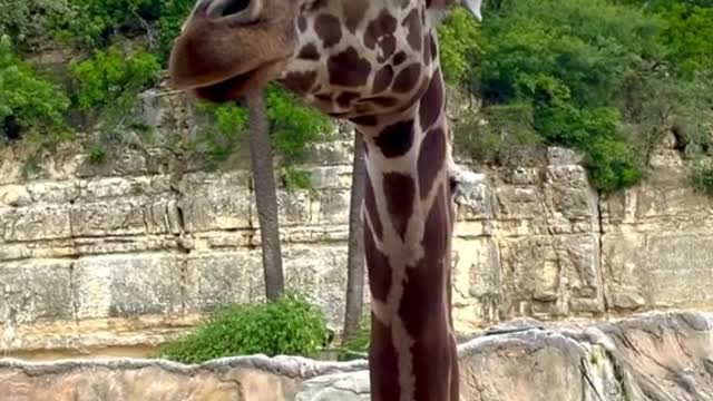 funny animals