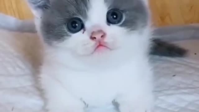 Fat face kitten