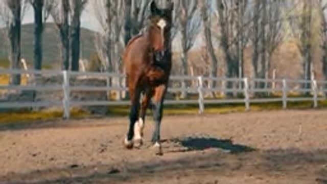 Horse SOO Cute! Cute And funny horse Videos Compilation cute moments - HORSES From Around the World