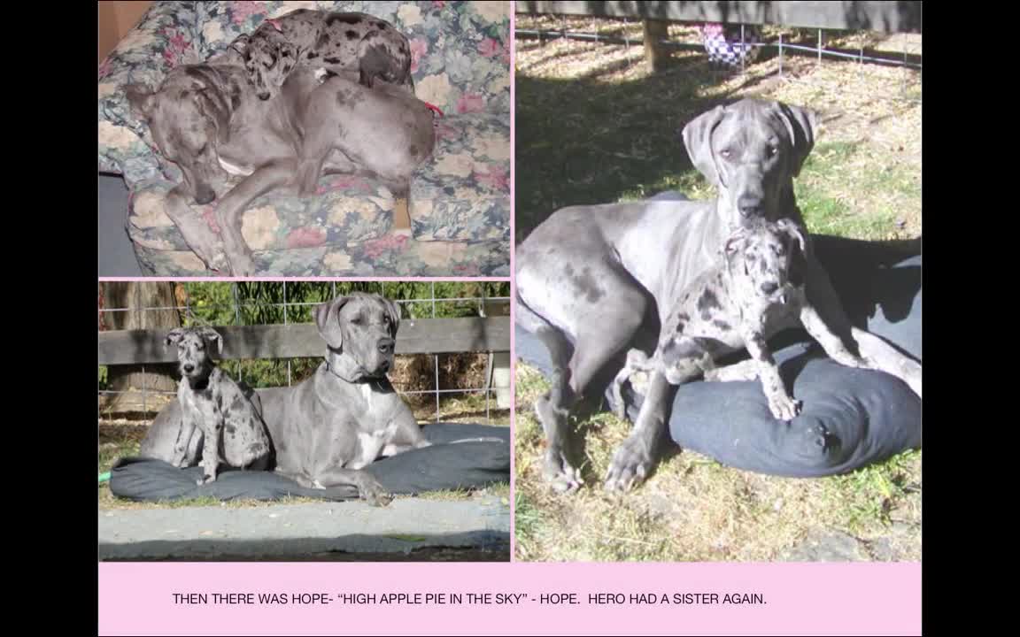 Im Memory Great Dane 'Hero's Silver Heart'