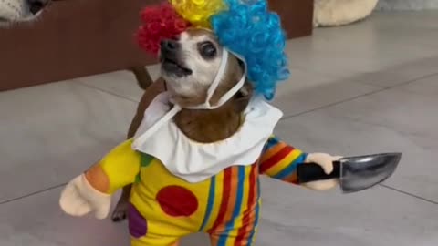 Halloween costume dog ideas