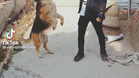 Cute funny dog acts love to watch. Very well bond between dog and owner