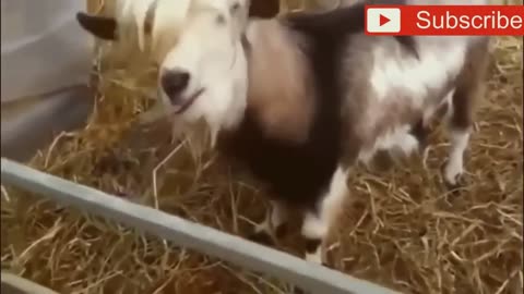 crazy goats