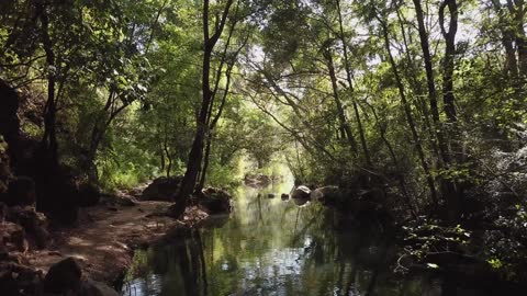 Forest stream in the sunlight