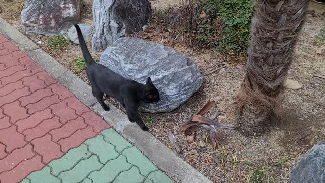 A street cat waiting for me hungry