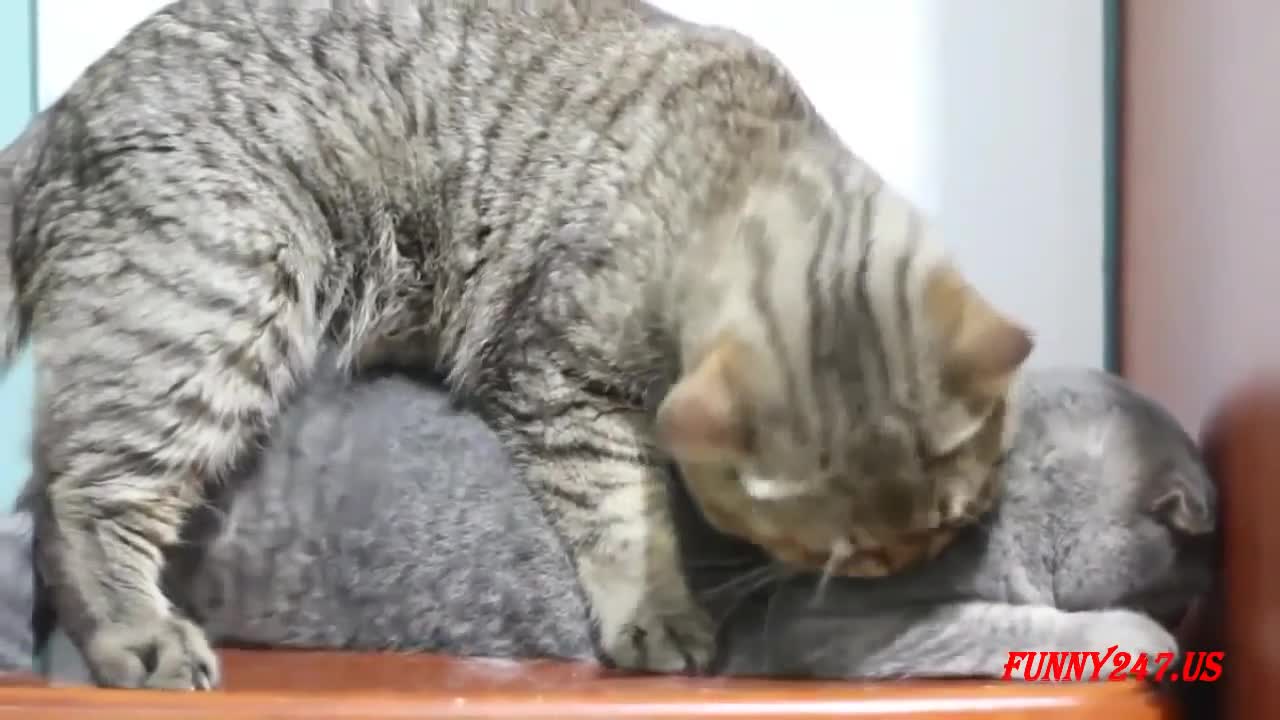 CAT Mating