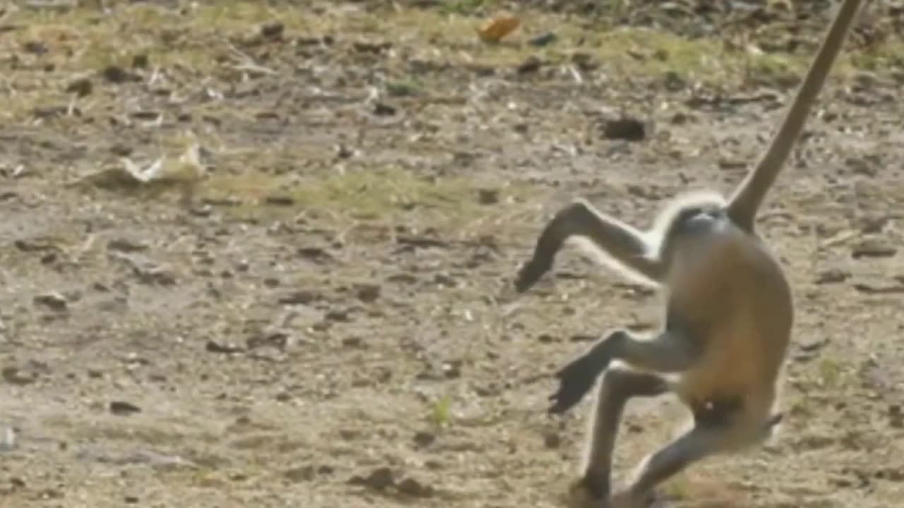 Funny monkey videos