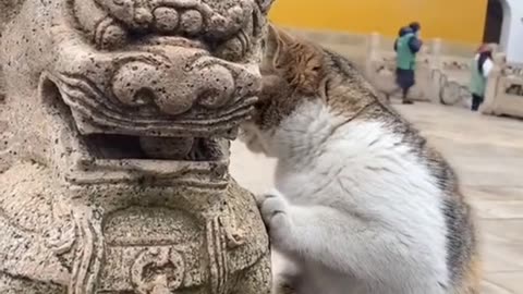 Funny cats 😂😂😂