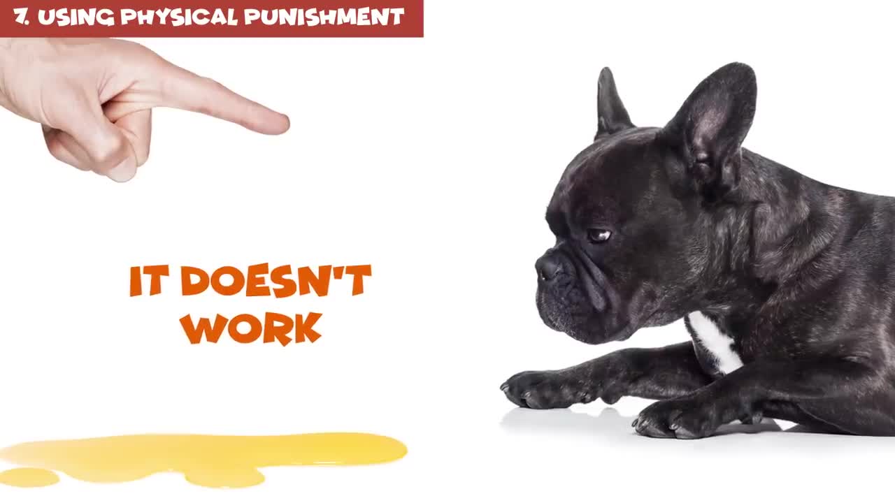 12 Harmful Things you Do to Your Dog Without Realizing It