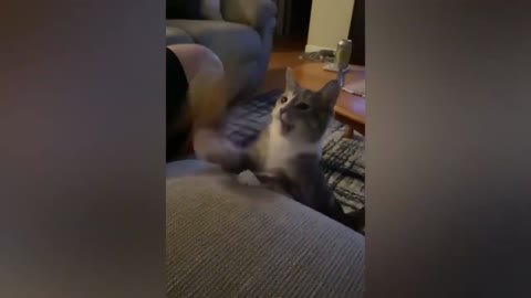 cat being funny 10