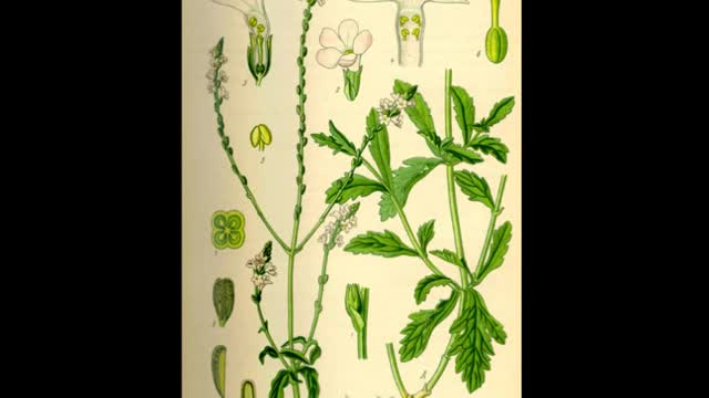 Verbena ( Verbena officinalis L ) serve para problemas de sono e conjuntivite