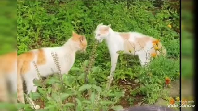 Gatos brigões é engraçados de todos os tempo