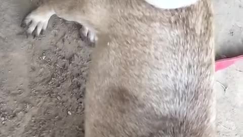 DOG SLOWMOTION MOMENTS