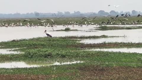 Birds and nature,កុកត្រដក់