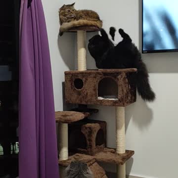 Black Cat: Life as Betty