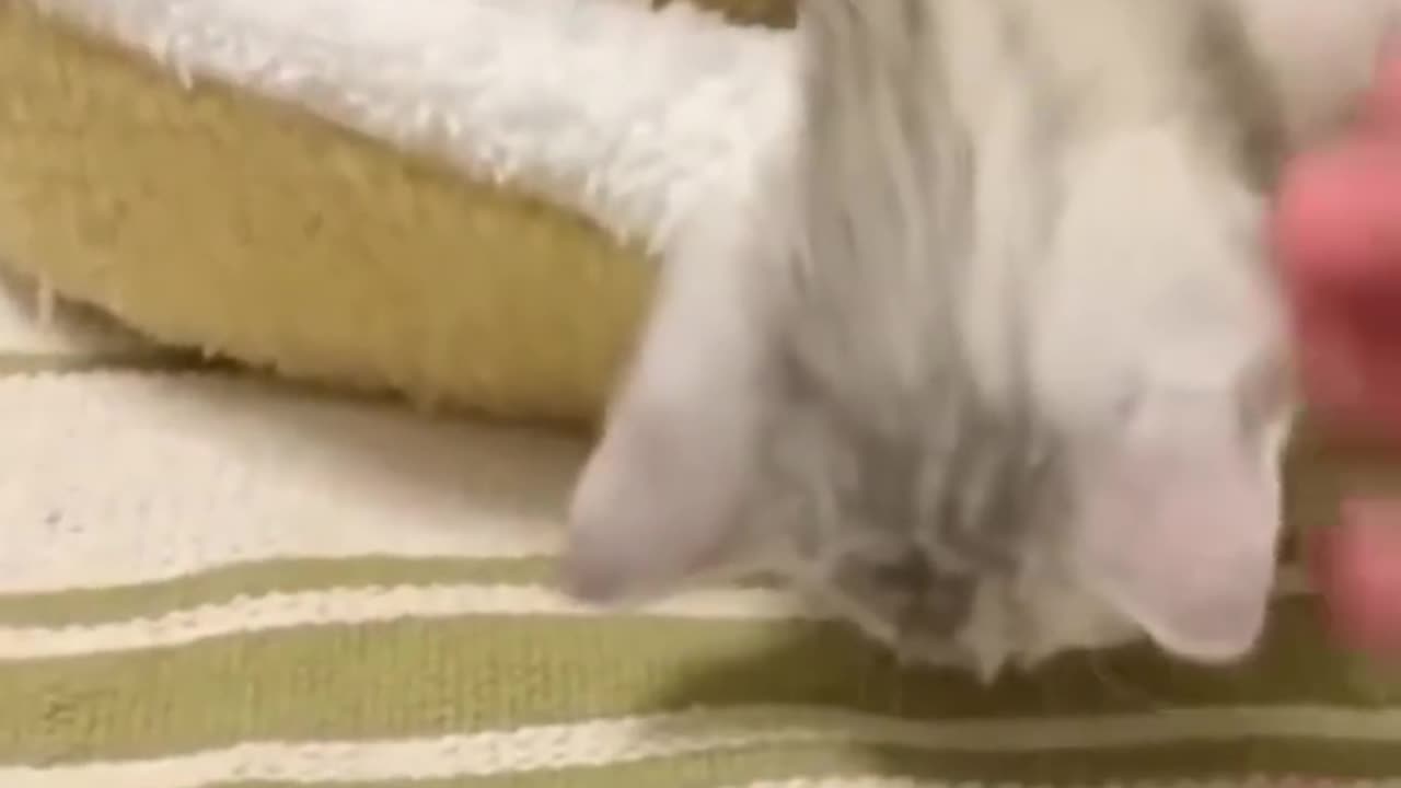 Those silly animals that you can't understand