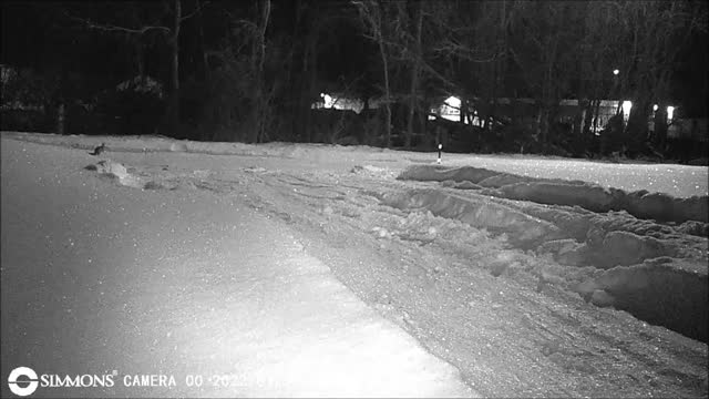 Backyard Trail Cam - Rabbits in Driveway