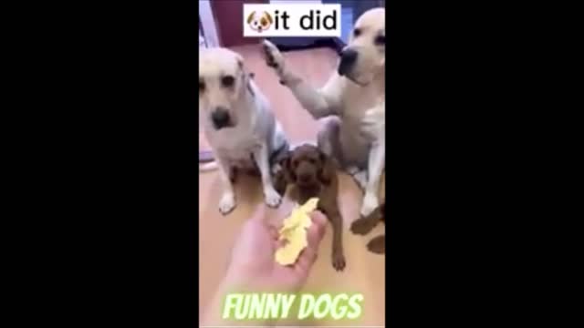 DOG OWNER INSIST TO KNOW WHICH DOG DOES ALL THE MISCHIEF IN THE HOUSE.TEARS FROM LAUGHING.