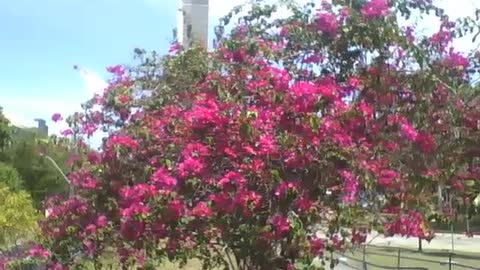 Uma grande árvore, com lindas flores de primavera vermelhas no parque [Nature & Animals]