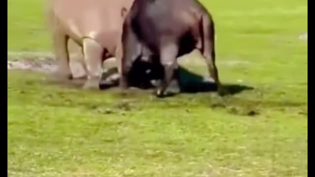 A cow is fighting a rhinoceros, and I have a feeling the cow is going to lose badly