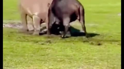 A cow is fighting a rhinoceros, and I have a feeling the cow is going to lose badly