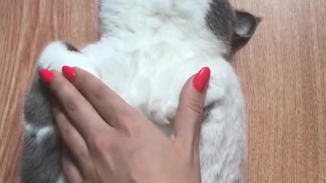 Relaxed baby cat
