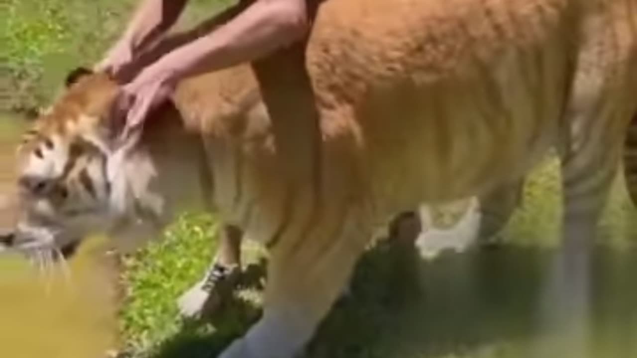 Best Funny Animal Videos of the year (2023), funniest animals ever. relax with cute animals video