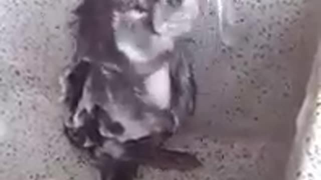 Funny rat singing while taking bath.. #Short