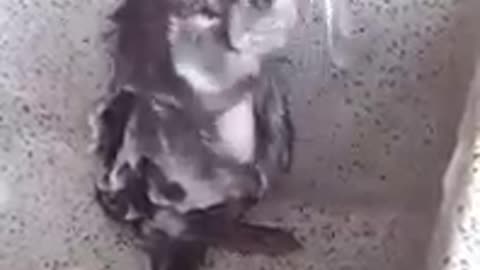 Funny rat singing while taking bath.. #Short