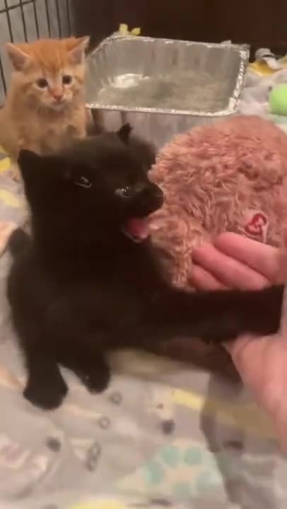 Dont Touch Me i Am Angry | Angry Funny Cats Videos