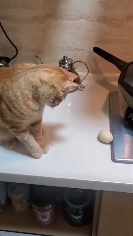 Thought for a second the egg was safe 😂