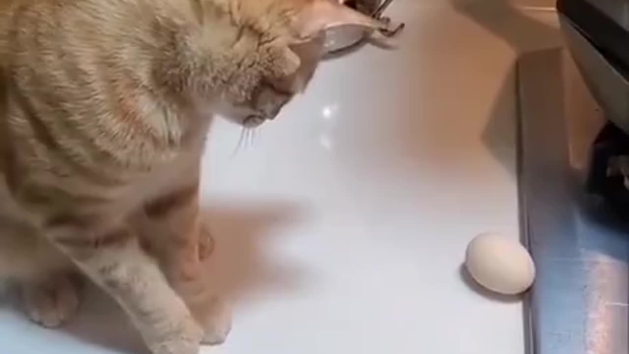 Thought for a second the egg was safe 😂