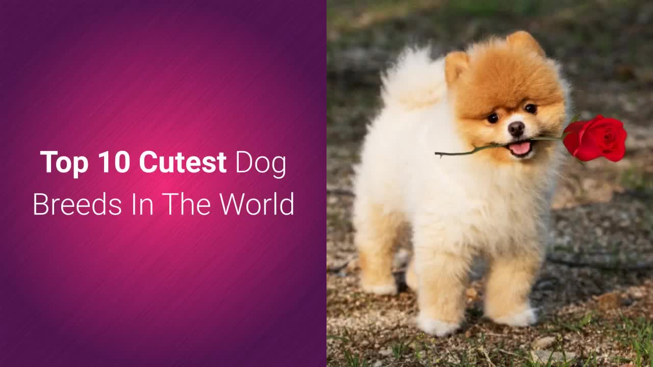 Top 10 Most Beautiful Dogs in the world