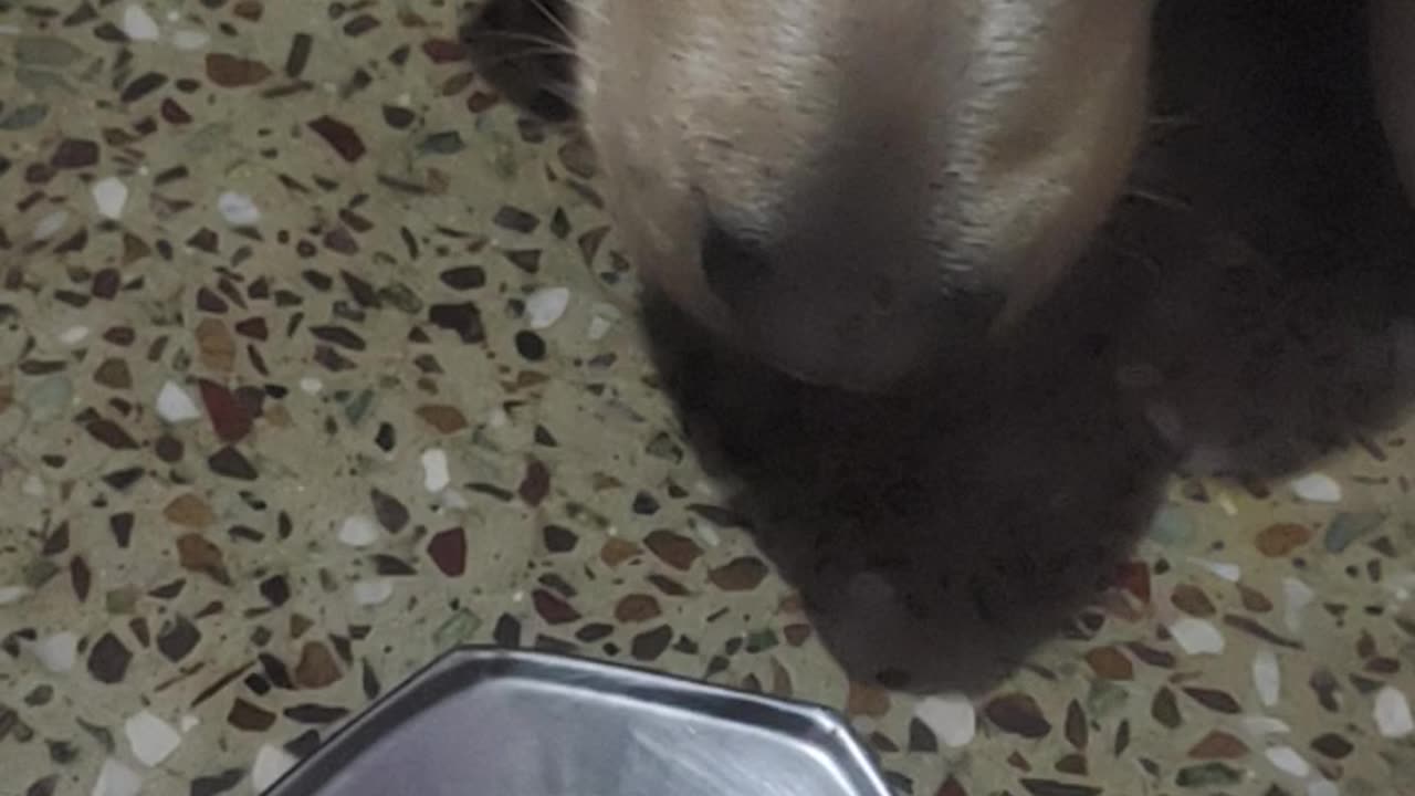 Labrador eat sweet kher