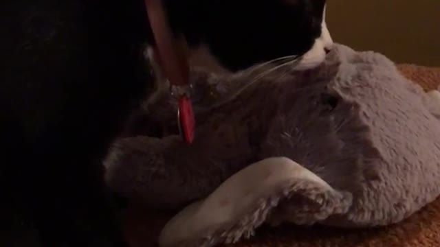 Cat licking stuffed animal repeatedly