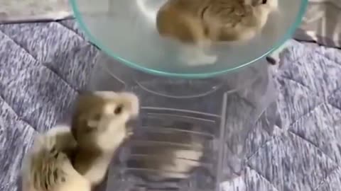 Cute Baby Pets