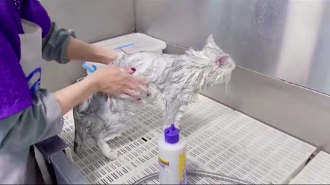 I'll give the kitten a bath