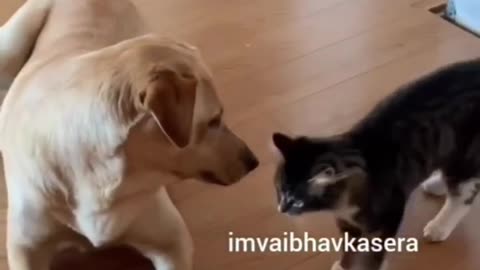 Funny animal video 😂😂😂