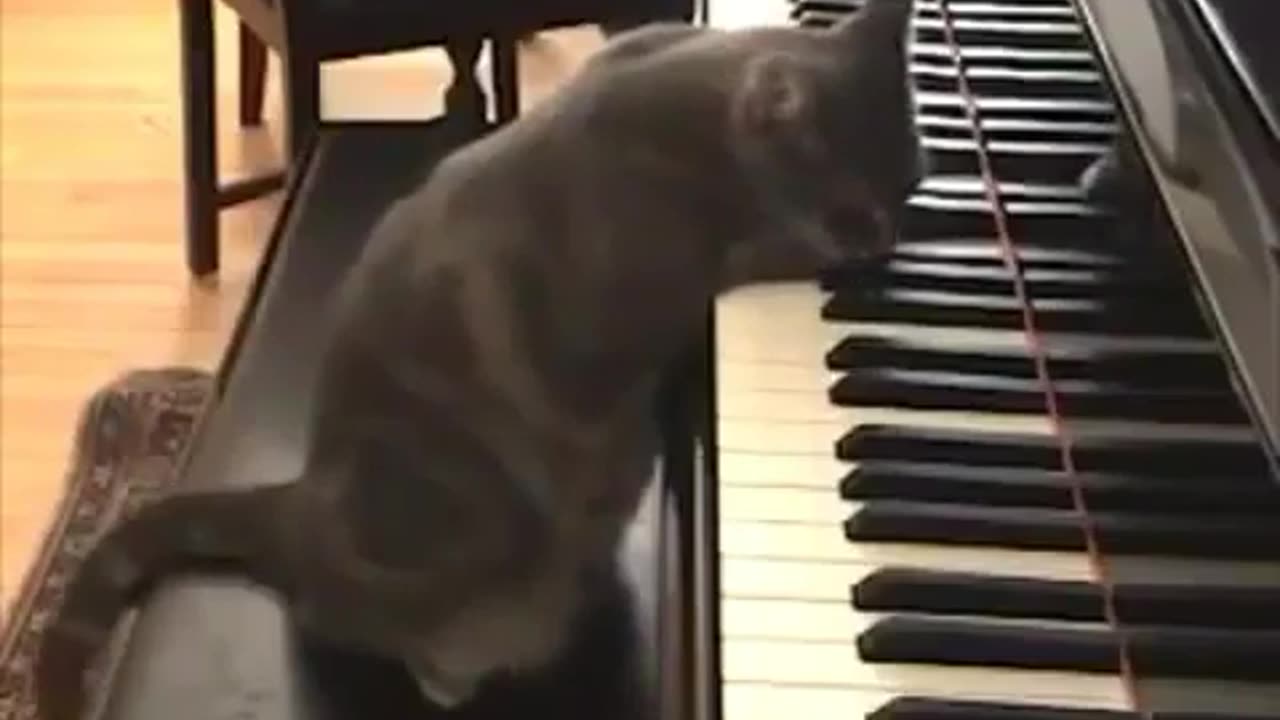 My cat make a song for me 😍