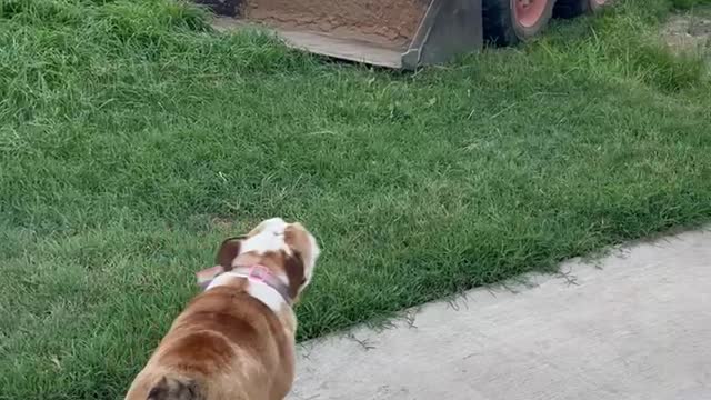 Killer tractor scares my dog!