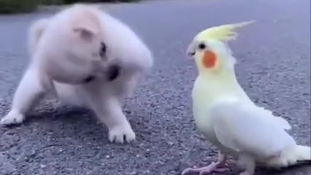 FUNNY ANIMALS