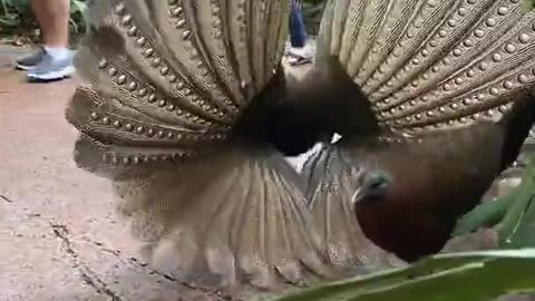 Male Courting Female Pheasant