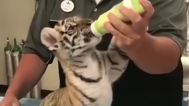 This is a fierce tiger # tiger # big cat