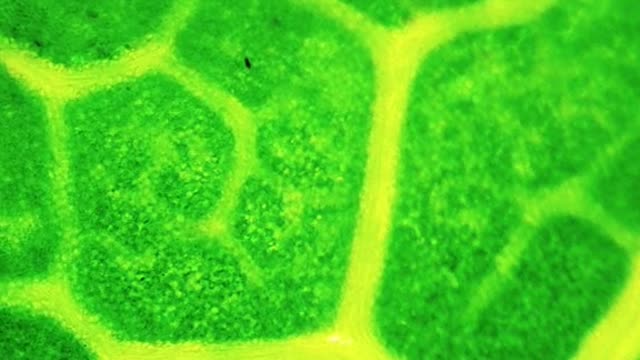 A Leaf Creating Oxygen in Real Time