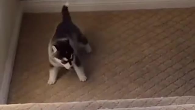 Dogs Vs Stairs 😂 Funny Dog Videos 2021 Poor Dog 👀 #shorts