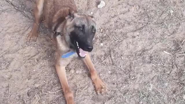 Smart dog training