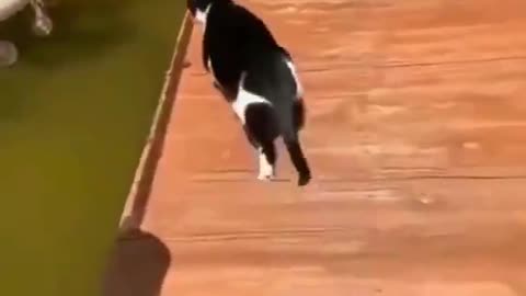 Funny Cats & Dogs Fails