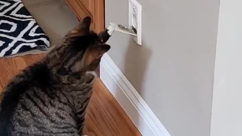 Cat Pulls on Vacuum Port to Fill Quarantine Boredom