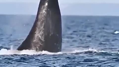 Whales